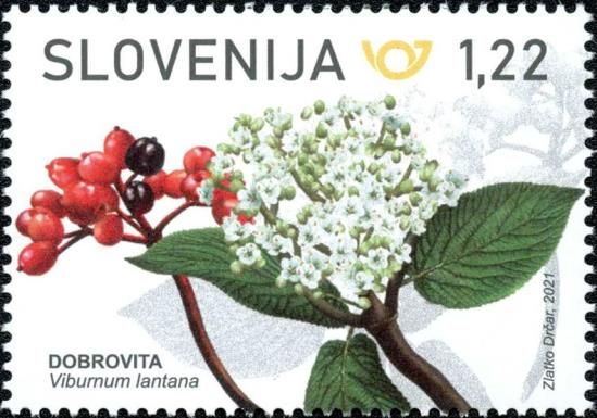 Wayfaring Tree (Viburnum lantana)
