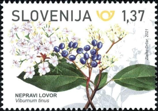 Laurustinus (Viburnum tinus)