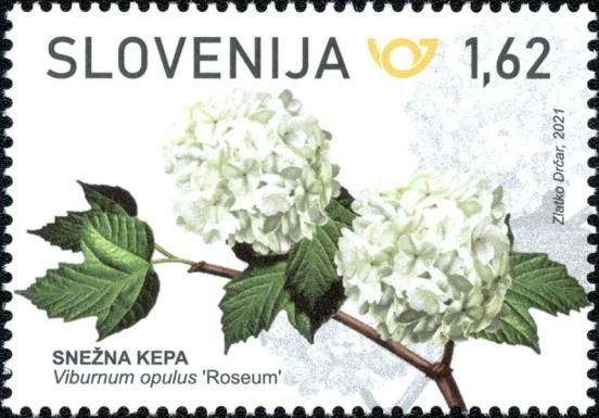 Snowball tree (Viburnum opulus “Roseum”)