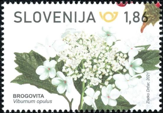 Guelder rose (Viburnum opulus)