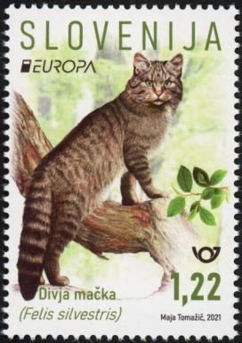 Wildcat (Felis silvestris)