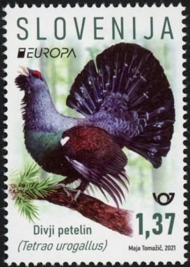 Capercaillie (Tetrao urogallus)