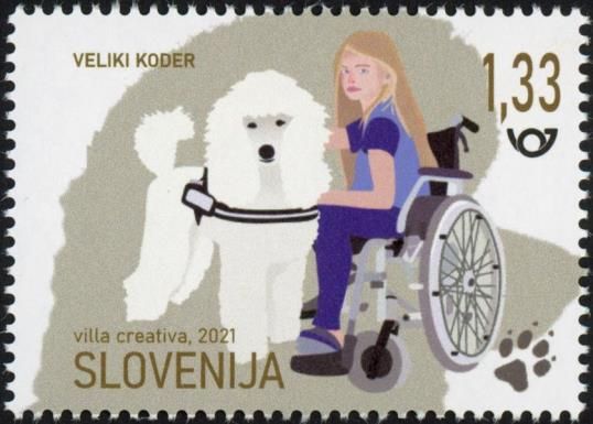 Standard Poodle – assistance dog