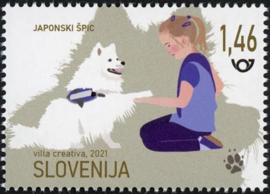 Japanese Spitz – therapy dog