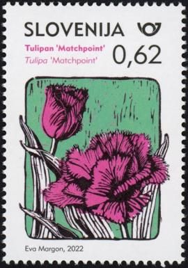 Tulipa "Matchpoint"