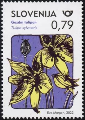 Tulipa sylvestris