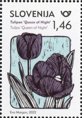 Tulipa "Queen of Night"