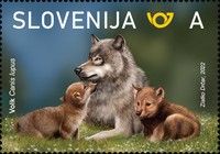 Wolf (Canis lupus)