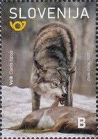 Wolf (Canis lupus)