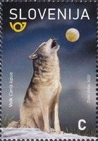 Wolf (Canis lupus)