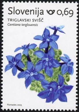 Triglav Gentian (Gentiana terglouensis)