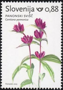 Hungarian Gentian (Gentiana pannonica)