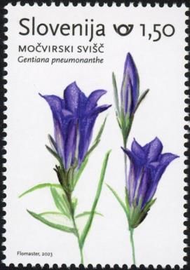 Marsh Gentian (Gentiana pneumonanthe)