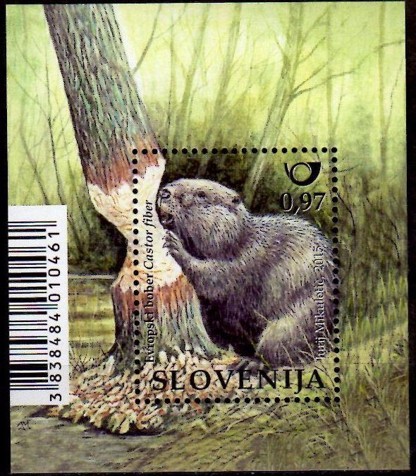 Eurasian Beaver Castor fiber)