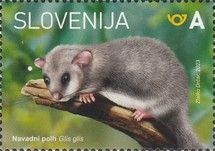 Dormouse (Glis glis)