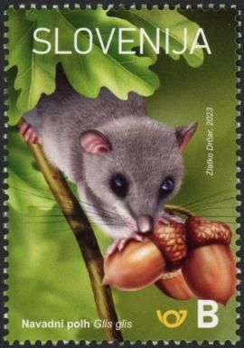 Dormouse (Glis glis)