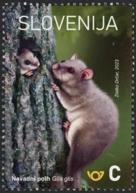 Dormouse (Glis glis)