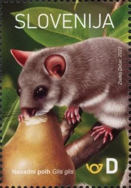 Dormouse (Glis glis)