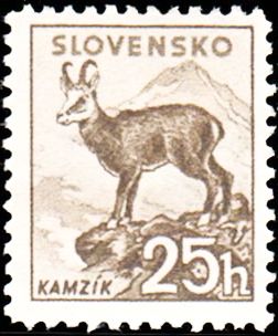 Chamois (Rupicapra rupicapra)