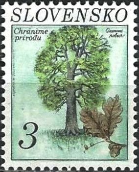 Ochrana prirody - Quercus robur