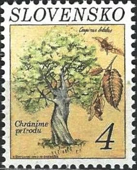 European or Common Hornbeam (Carpinus betulus)