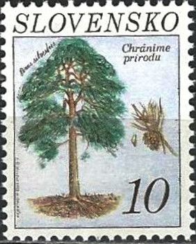 Scots Pine (Pinus sylvestris)
