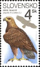 Golden Eagle (Aquila chrysaetos)