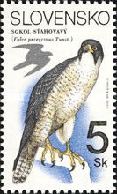 Peregrine Falcon (Falco peregrinus)