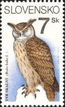 Eurasian Eagle-owl (Bubo bubo)