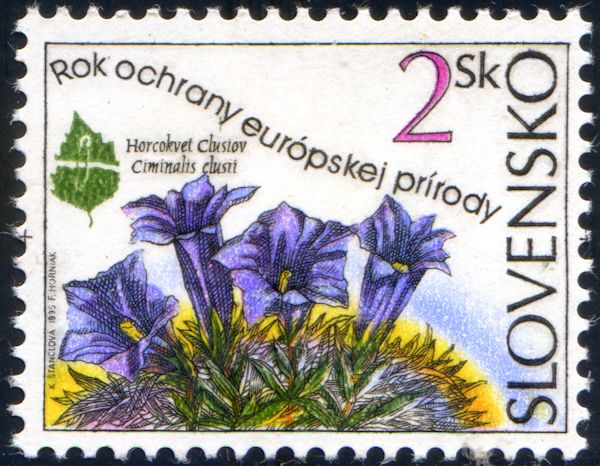 Ciminalis clusii