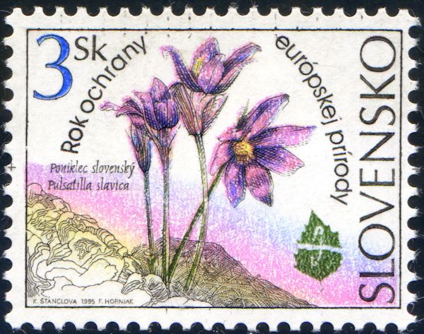 Pulsatilla slavica