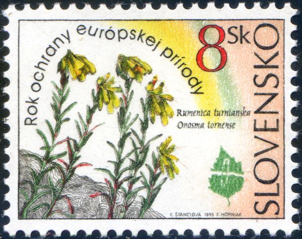 Onosma tornense