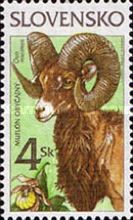 Animals Mouflon (Ovis musimon)