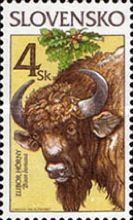 European Bison (Bison bonasus)