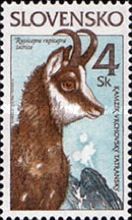 Animals Chamois (Rupicapra rupicapra)