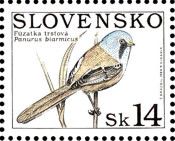 Bearded Reedling (Panurus biarmicus)
