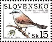 Red-backed Shrike (Lanius collurio)
