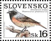 Common Redstart (Phoenicurus phoenicurus)
