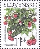 Wild raspberry (Rubus idaeus)