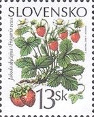 Common Strawberry (Fragaria vesca)