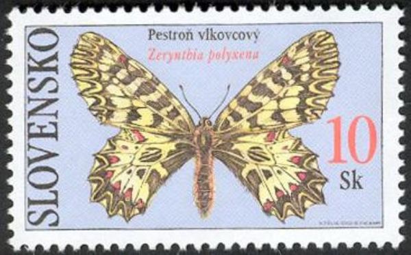 Southern Festoon (Zerynthia polyxena)