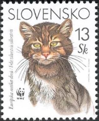 European Wild Cat (Felis sylvestris sylvestris)