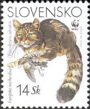 European Wild Cat (Felis sylvestris sylvestris)