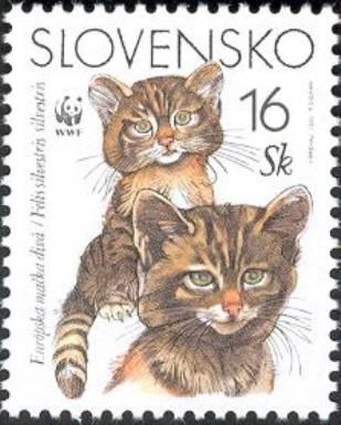 European Wild Cat (Felis sylvestris sylvestris)