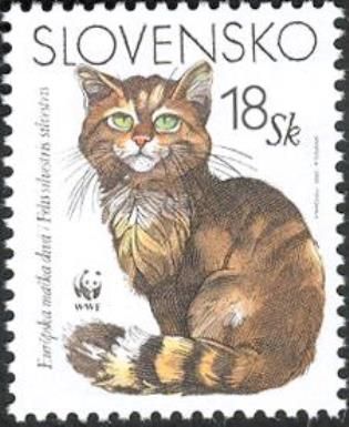 European Wild Cat (Felis sylvestris sylvestris)