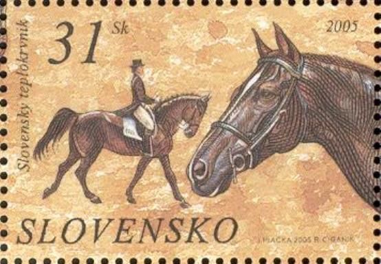 Slovakian Warmblood (Equus ferus caballus)