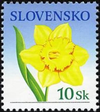 Narcissus