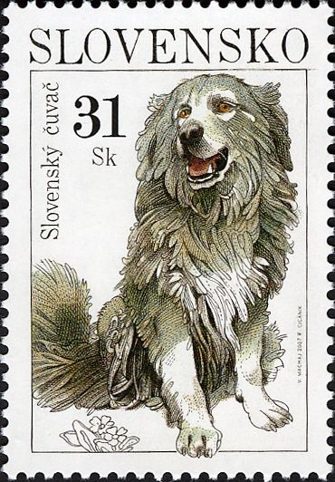 Slovensky Cuvac (Canis lupus familiaris)