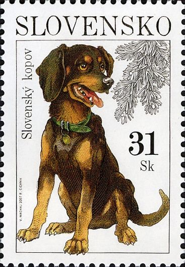 Slovensky Kopov (Canis lupus familiaris)