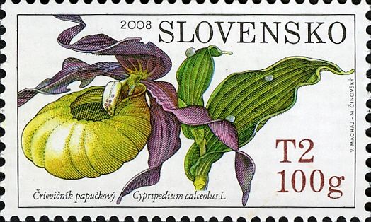 Cypripedium calceolus